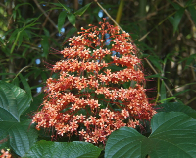 [The flowering portion of this plant is shaped like a cone. At different levels of the cone are a multitude of small pink-red flowers. The large leaves of the plant are below the cone.]